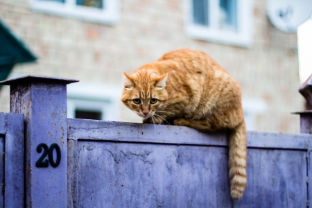 wary cat a fence  cat is staring at photographer の写真素材