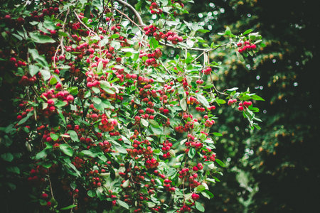 hawthorn tree with many fresh red berries in the green, autumnal season, changing of nature,の写真素材