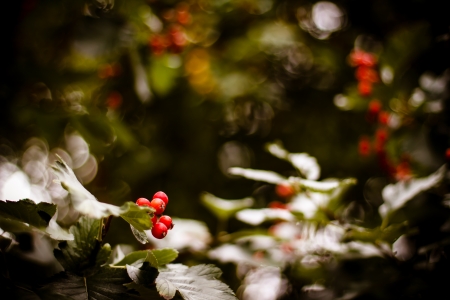 Red Viburnum berries in the tree   Abstract autumn background の写真素材