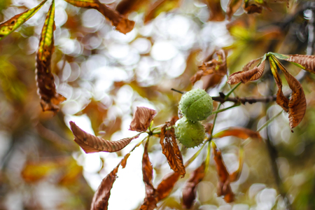 Horse chestnuts with leaves on tree の写真素材