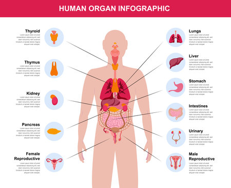 complete human organ body infographic illustrationのイラスト素材