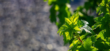 A branch of black currant on a gray natural background. A young branch of a currant Bush close-up....
