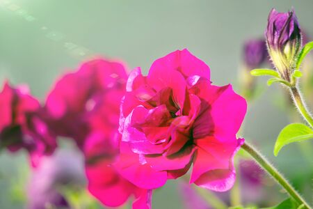 Crimson colorful blooming Petunia flowers Petunia hybrida on a Sunny background. Close-up, selective focusの写真素材
