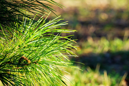 A young green branch of a coniferous tree with a conical shoot. Pine branches close-up on a natural...