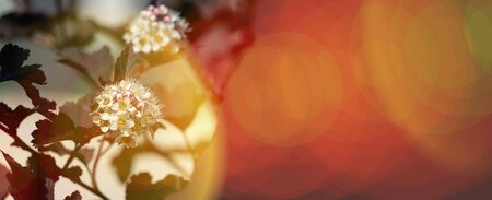 White spring flowers of the bladderwort on a budding Bush. Blurred solar bokeh, spring rays. Beautiful spring landscape. Summer nature, web banner or name. Blurred space for your textの写真素材