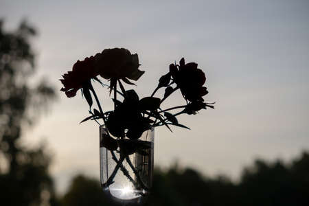 Silhouette of flowers, three roses, in a transparent glass, against the sky of the sunset sky. selective focus, copy space, monochrome, minimalism.の写真素材