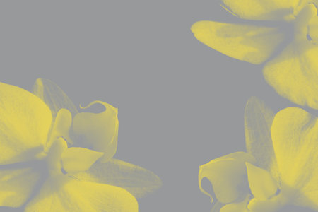 Demonstration of the fashionable color. Orchid flowers as a background in new colors, Illuminating Yellow and Ultimate Gray. Background with a copy of the space design.の写真素材