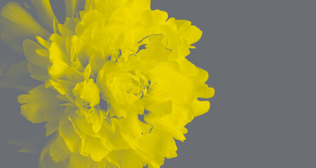Peony flower, tinted in the fashionable colors. Illuminating Yellow and Ultimate Gray. Copy space, top view, and flat lay.の写真素材