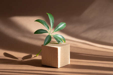 Green branch of palm tree next to square stand of beige color close-up. On brown background, from sunlight, shadows fall in form of stripes. Concept of 3d podium for presentation of goods, cosmeticsの写真素材
