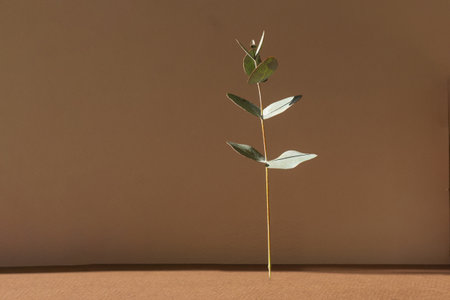 Branch of green eucalyptus, levitating over the surface of the table. Decoration for florists in rays of sunlight on brown background. Concept of minimalism, poster for painting.の写真素材