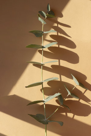 Branch of eucalyptus on beige background in rays of morning sun. Close up, top view.の写真素材