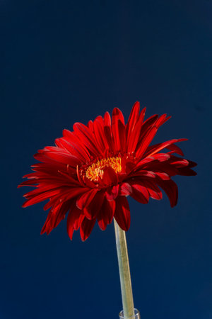 Greeting card, invitation with red flower, gerbera, close-up on a blue background.の写真素材