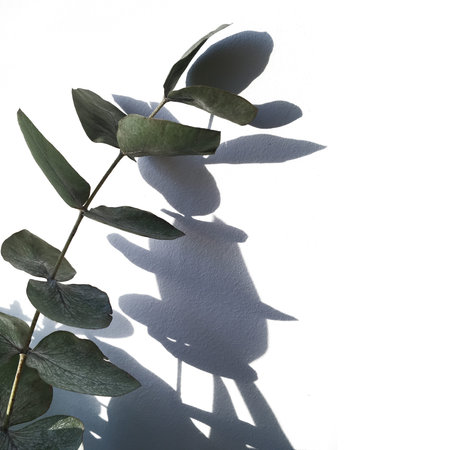 Green eucalyptus branch with fresh leaves on a white background with shadow. Can be used as a sample...