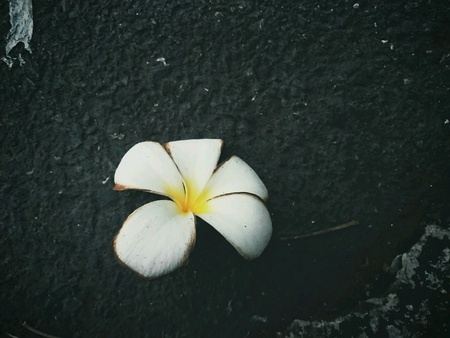 White flower on the groundの素材