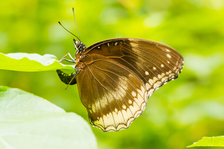 butterfly in greenの写真素材