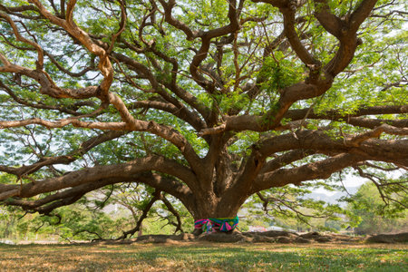 giant samanea treeの写真素材