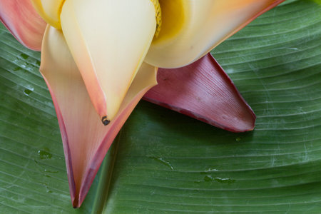 banana blossom on banana leafの写真素材