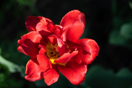 Red tulips with beautiful bouquet backgroundの写真素材
