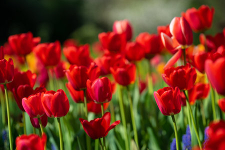 Red tulips with beautiful bouquet background