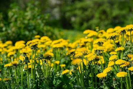 meadow with dandelions on a sunny day. dandelions in spring.の写真素材