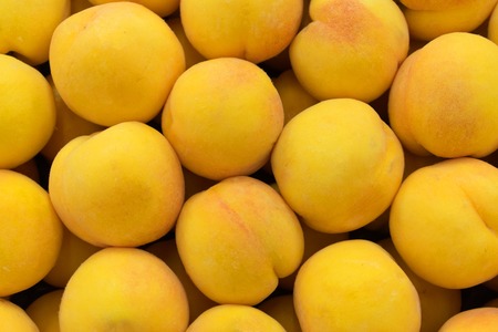 Ripe apricots fruit backgroundの写真素材