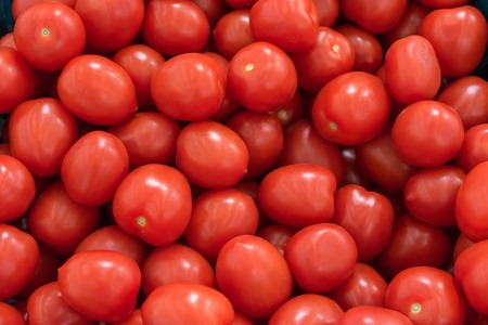 red tomatoes background. Group of tomatoesの写真素材