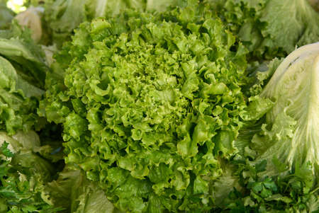 Head of green fresh salad with root. Healthy eating concept, selective focus.の写真素材