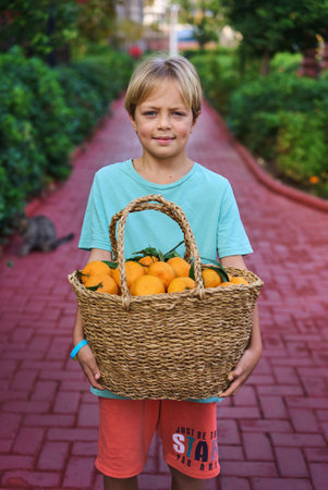 Cute caucasian boy wicker basket full of fresh orange fruitsの写真素材
