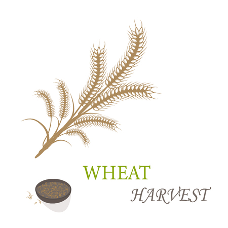 Wheat harvest season symbol and ideaのイラスト素材