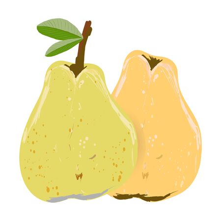 Yellow and orange whole pear isolated on white background vector illustration. Summer fruit set for design, banner, menu, poster.のイラスト素材