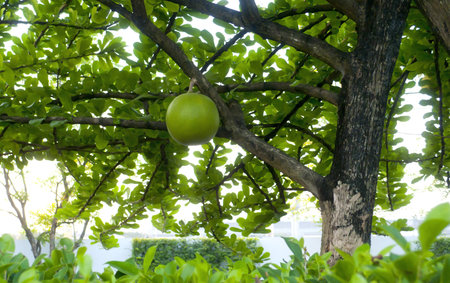 calabash  fruit  on the tree 
