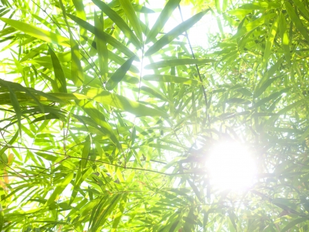 Fresh bamboo leaves border, green plant stalk at summer in the garden.の写真素材