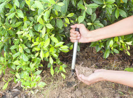 Hand and digging in the garden.の写真素材