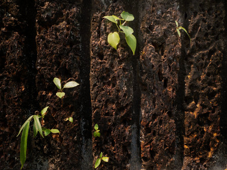 Texture of old stone wall and green plantsの写真素材