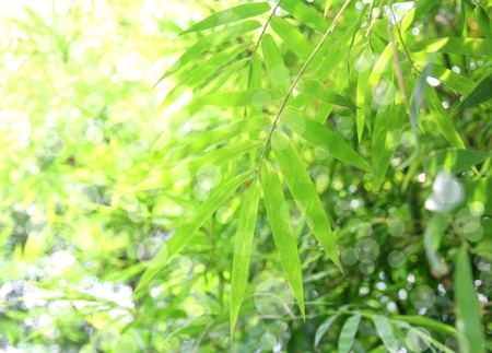 Fresh bamboo leaves border, green plant stalk at summer in the garden.の写真素材
