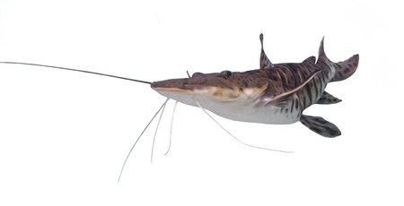 Tiger shovel-nosed catfish isolated on a white background.の写真素材