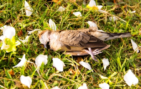 Dead brown bird on lawn.の写真素材