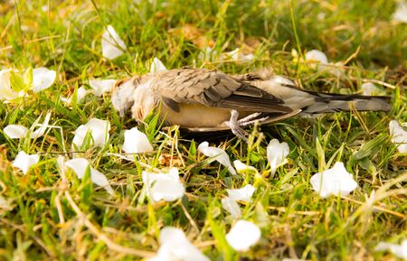 Dead brown bird on lawn.の写真素材