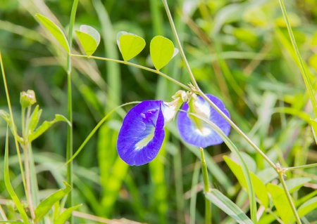 Butterfly pea flower in gardenの写真素材