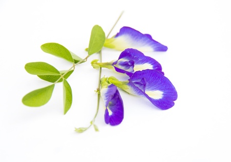 Butterfly pea flower on a white background の写真素材