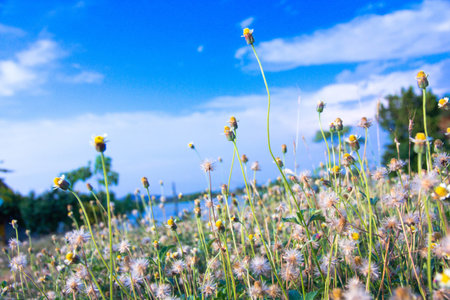 Meadow landscape with flowers