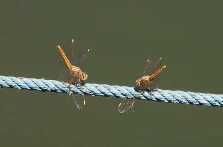 Two Dragonfly spreads wings on the ropes.の写真素材