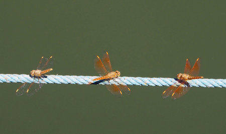 Three Dragonfly spreads wings on the ropes.