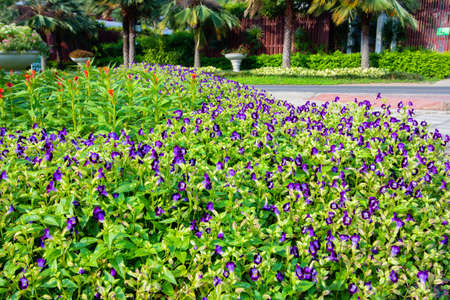 Purple flowers,many wishbone flower in the garden.の写真素材