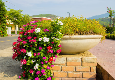 flowers in terracotta vintage pot, Thailandの写真素材
