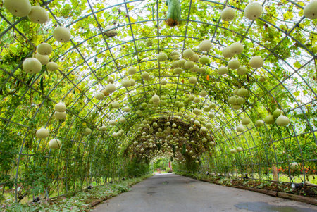 Outdoor Park over a Paved Path on a Sunny Day. の写真素材