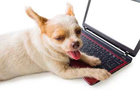 Dog and laptop, isolated on white backgroundの写真素材
