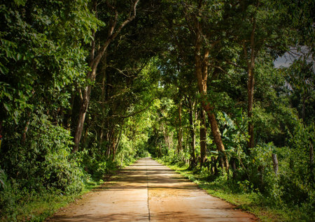 Pathway in the farm,Thailand.