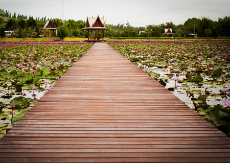 walkway path over Lotus pond の写真素材
