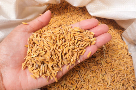 Paddy in farmer hand on sack of rice.